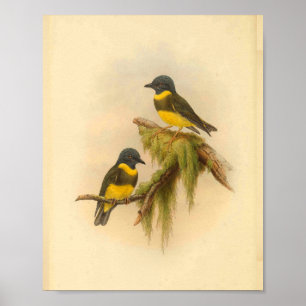Affiche Robin Bandré Jaune Oiseau Vintage Imprimer