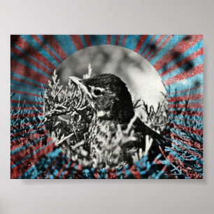 Affiche Robin bébé