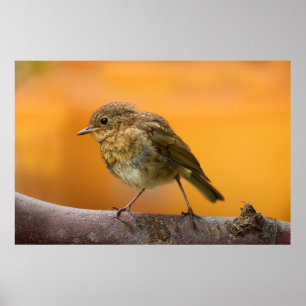 Affiche Robin Bébé Sur Une Branche D'Arbre