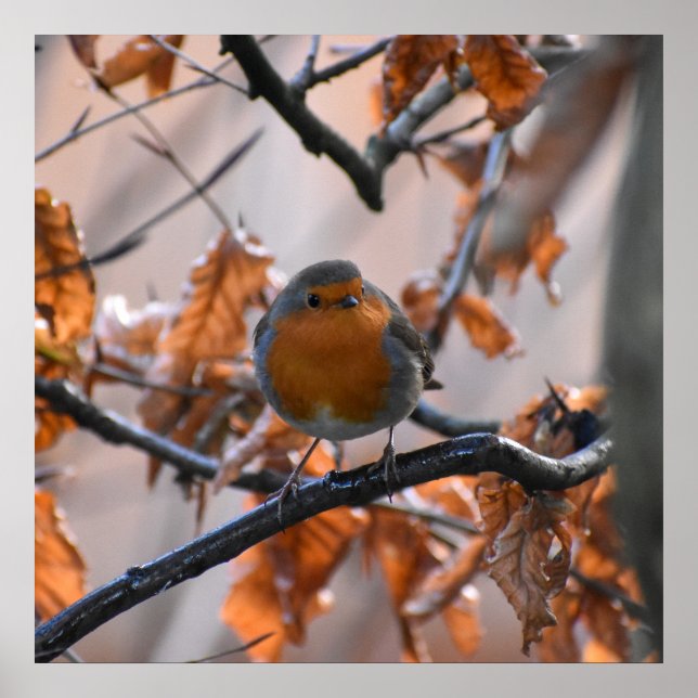 Affiche Robin Dans Les Haies (Devant)