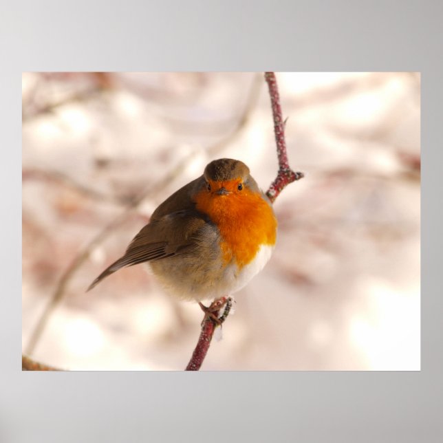 Affiche Robin en hiver (Devant)