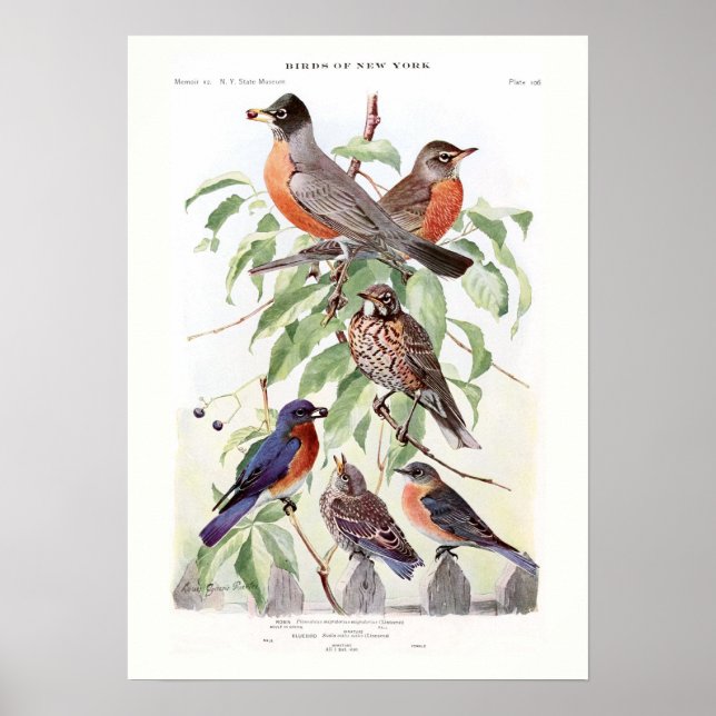 Affiche Robin et Bluebird (Devant)