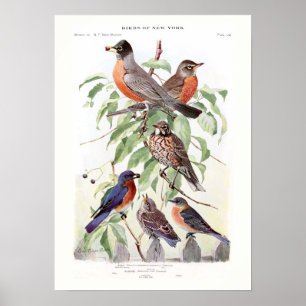 Affiche Robin et oiseau bleu