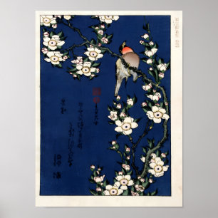 Affiche Robin sur une branche de fleurs de cerisier par K.