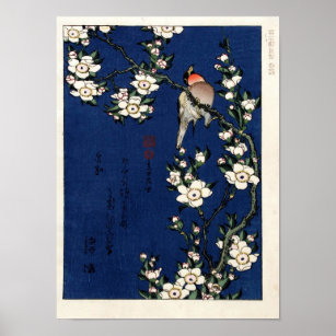 Affiche Robin sur une branche de fleurs de cerisiers par K