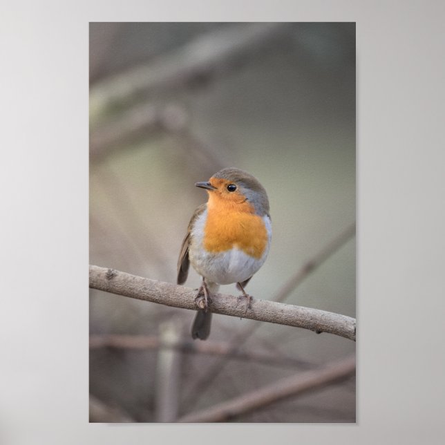 Affiche Robin Wildlife Photo (Devant)
