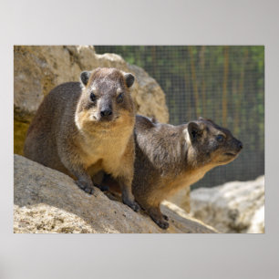 Affiche Rocher hyrax sur pierre