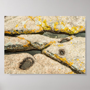 Affiche Rochers et mares à marée dans Maine Nature Archiva