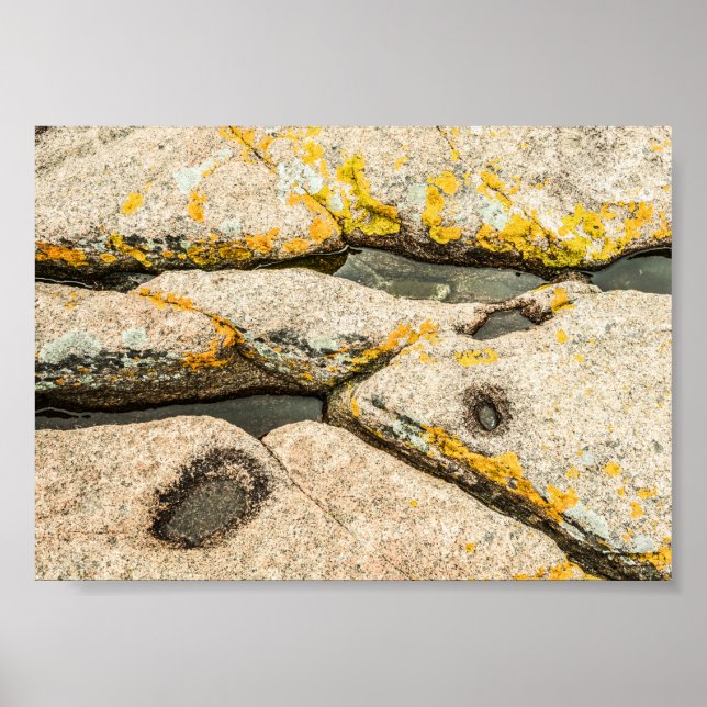 Affiche Rochers et mares à marée dans Maine Nature Archiva (Devant)