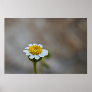 Affiche Rock Daisy