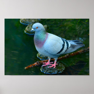 Affiche Rock Dove