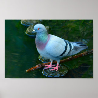 Affiche Rock Dove