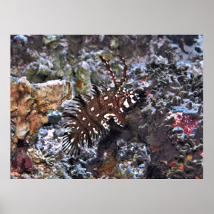 Affiche Rock Mover Wrasse