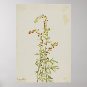 Affiche Rock Wormwood (Artemisia discolor)