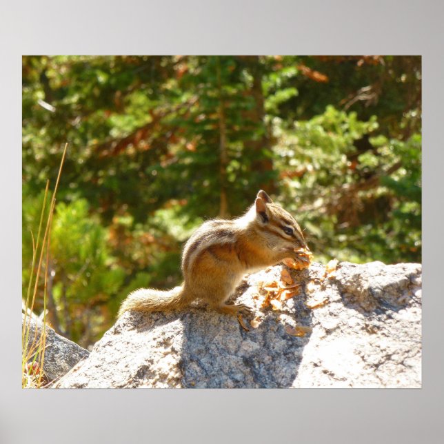 Affiche Rocky Mountain Chipmunk (Devant)