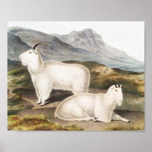 Affiche Rocky Mountain Goat (Capra Americana) Illustration