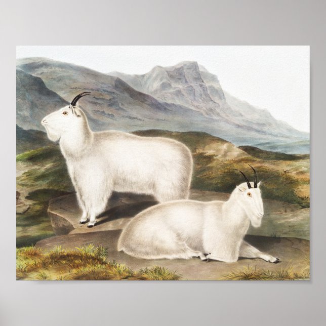 Affiche Rocky Mountain Goat (Capra Americana) Illustration (Devant)