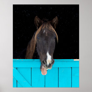 Affiche Rocky Mountain Yawn