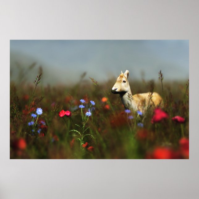 Affiche Roe in a Meadow Print (Devant)