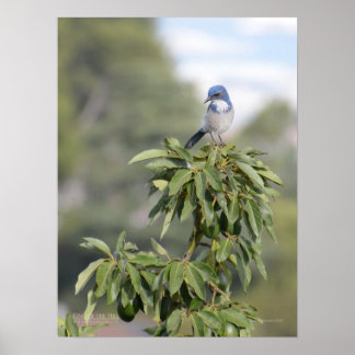 Affiche Roi de la Colline