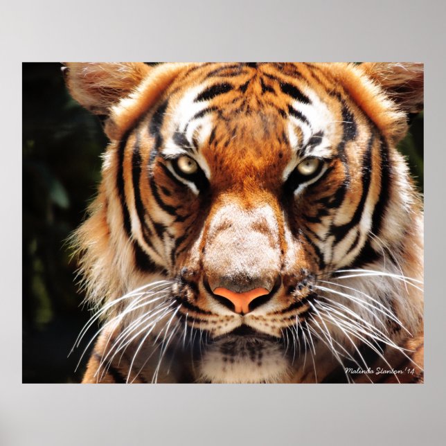 Affiche Roi de Malaisie (Devant)