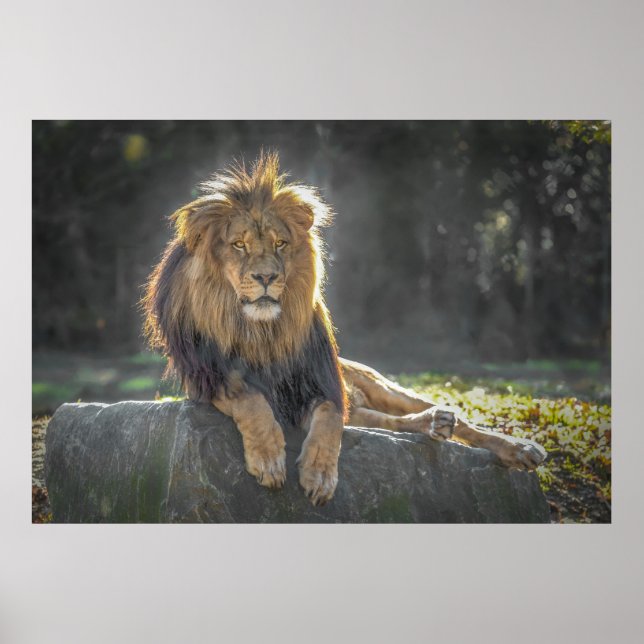 Affiche Roi Lion de la Jungle (Devant)