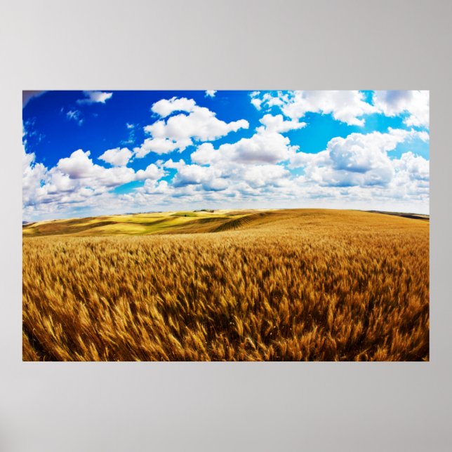 Affiche Rolling hills of ripe wheat (Devant)