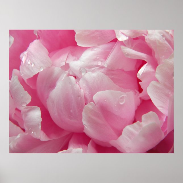 Affiche Romance rose fleur de pivoine florissante avec gou (Devant)