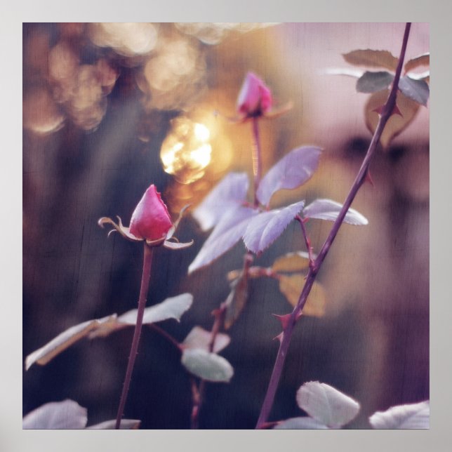 Affiche Romantique Rose Bureaux dans Sunset Bokeh Backligh (Devant)