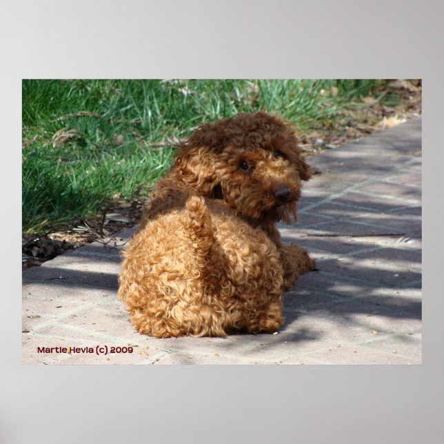 Affiche Rookie ne jamais revenir (Devant)