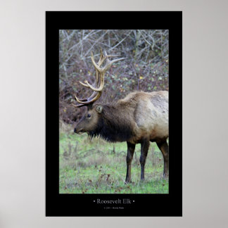 Affiche Roosevelt Elk
