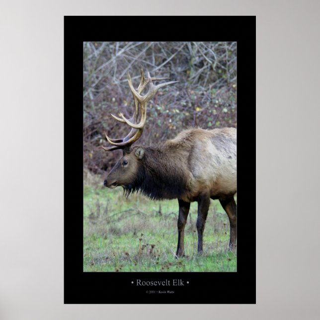 Affiche Roosevelt Elk (Devant)