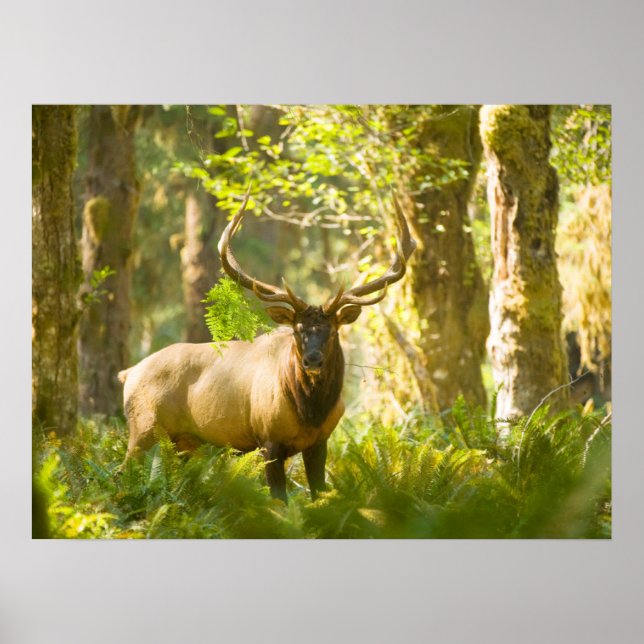 Affiche Roosevelt Elk | Parc National Olympique, Washingto (Devant)