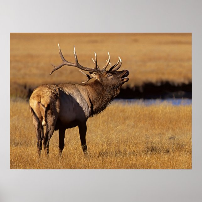 Affiche Roosevelt Eull Elk Wyoming (Devant)
