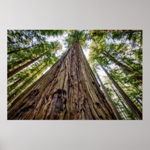 Affiche Roosevelt Grove