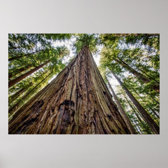 Affiche Roosevelt Grove (Devant)