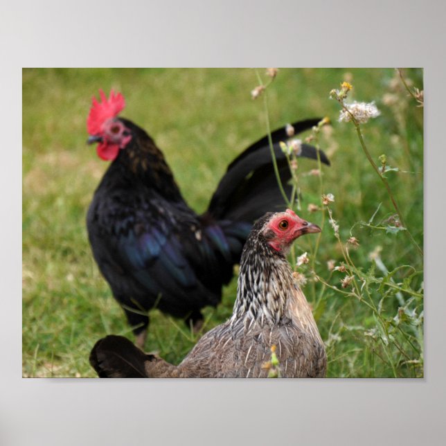 Affiche Rooster and Hen (Devant)