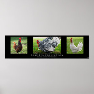 Affiche "Rooster Collection", Black