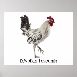 Affiche Rooster égyptien Fayoumis