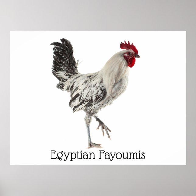 Affiche Rooster égyptien Fayoumis (Devant)