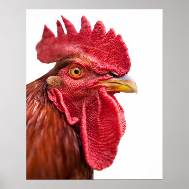 Affiche Rooster Face (Devant)