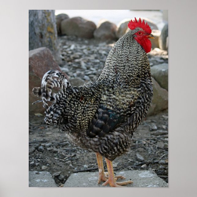 Affiche Rooster Portrait (Devant)