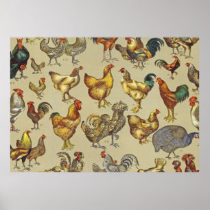 Affiche Rooster Poulet de la ferme Pays Animal