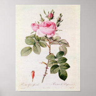 Affiche Rosa Bifera Officinalis, des 'roses de Les