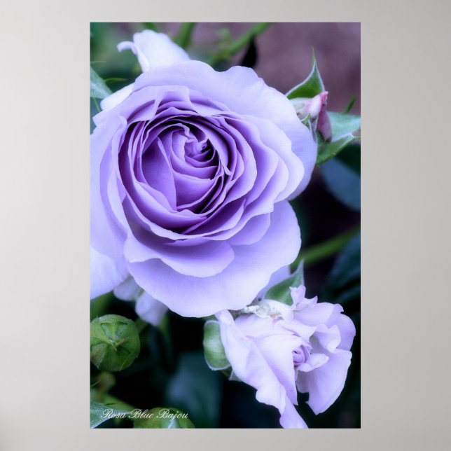Affiche Rosa Blue Bajou (Devant)