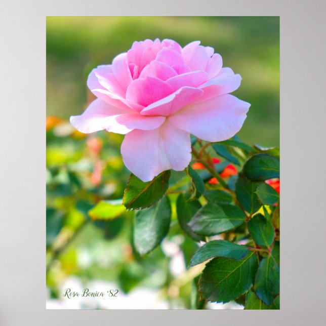Affiche Rosa Bonica '82 (Devant)