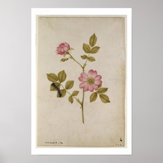 Affiche Rosa Canina - Dogrose and Caterpillar (pencil & w/ (Devant)