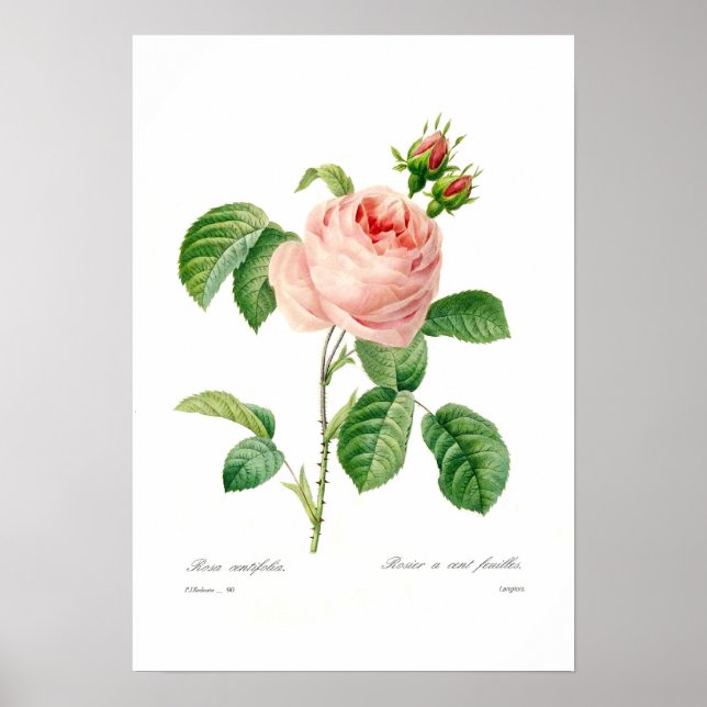 Affiche Rosa centifolia (Devant)