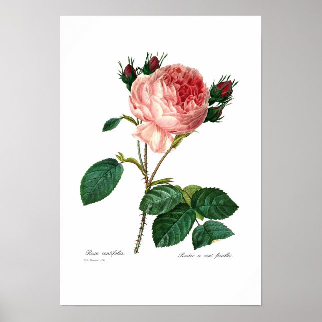 Affiche Rosa centifolia (Devant)