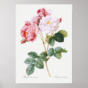 Affiche Rosa Damascena